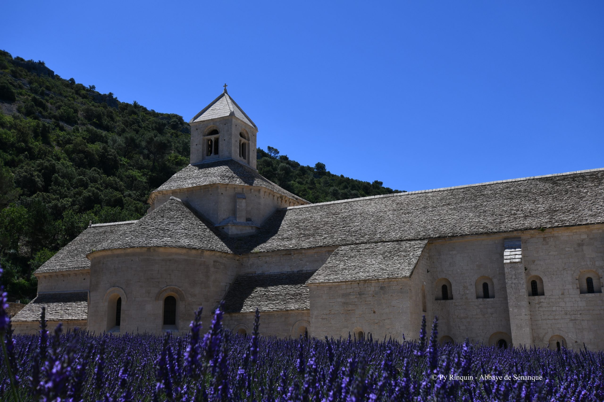 Terre de lavande - Abbaye de Sénanque